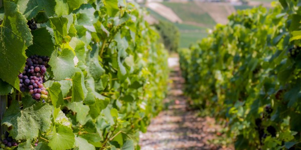 I MIGLIORI VINI ROSÉ