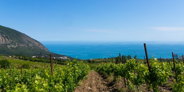 VINO GRILLO DI SICILIA: CARATTERISTICHE E ABBINAMENTI